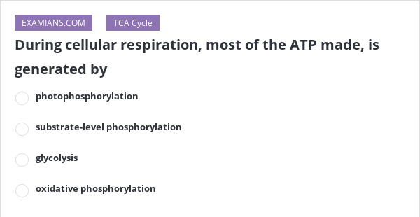 Where Is Most Of The Atp Made During Cellular Respiration During cellular respiration, most of the ATP made, is generated by